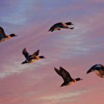 eurasian wigeon, duck, water bird, animal, flight, wing, flying, feather, plumage, sky, sunrise, dawn, nature, created 04-03-20