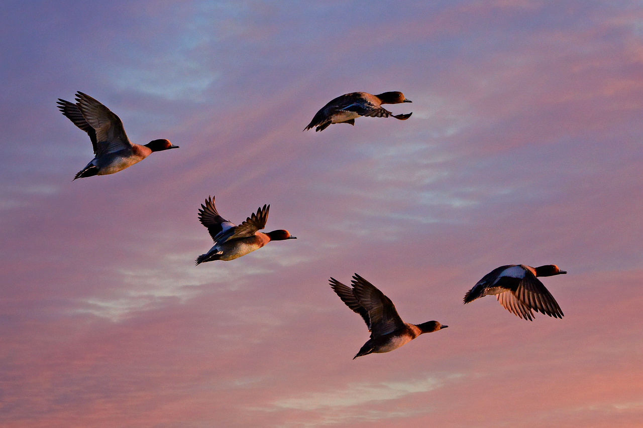 eurasian wigeon, duck, water bird, animal, flight, wing, flying, feather, plumage, sky, sunrise, dawn, nature, created 04-03-20